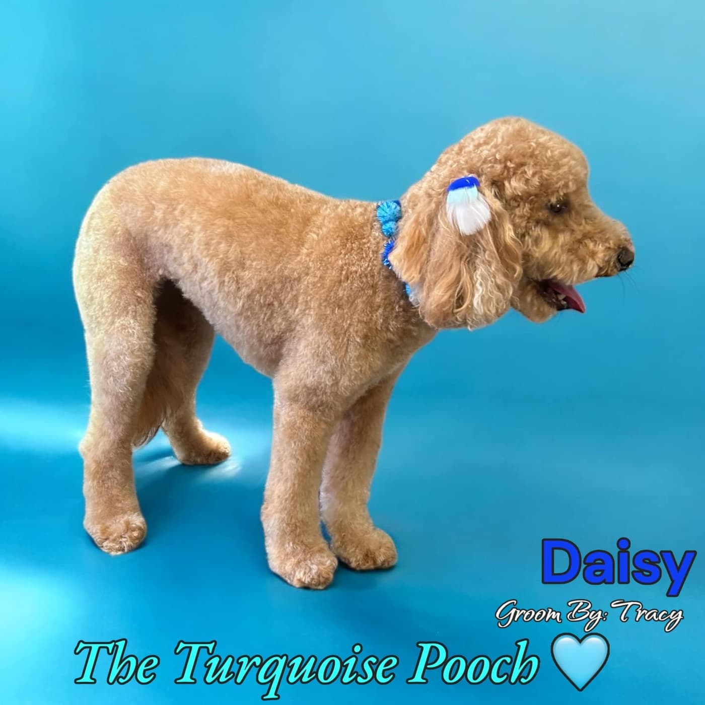 Beautiful coat results from premium Melanie Newman and So Posh products at Turquoise Pooch Paw Spa