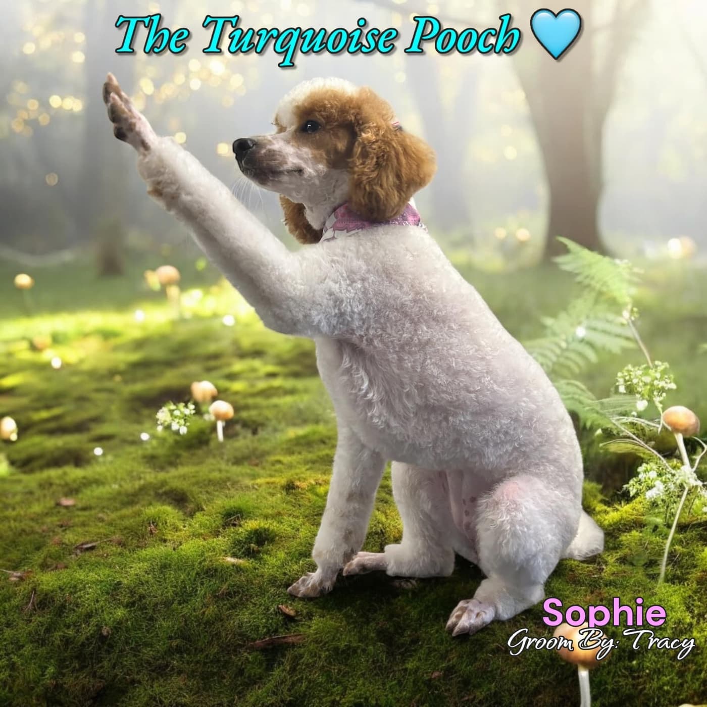 Happy puppy after a gentle first grooming session at Turquoise Pooch Paw Spa