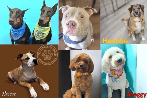 Happy groomed dogs from The Turquoise Pooch Paw Spa across Northwest Arkansas