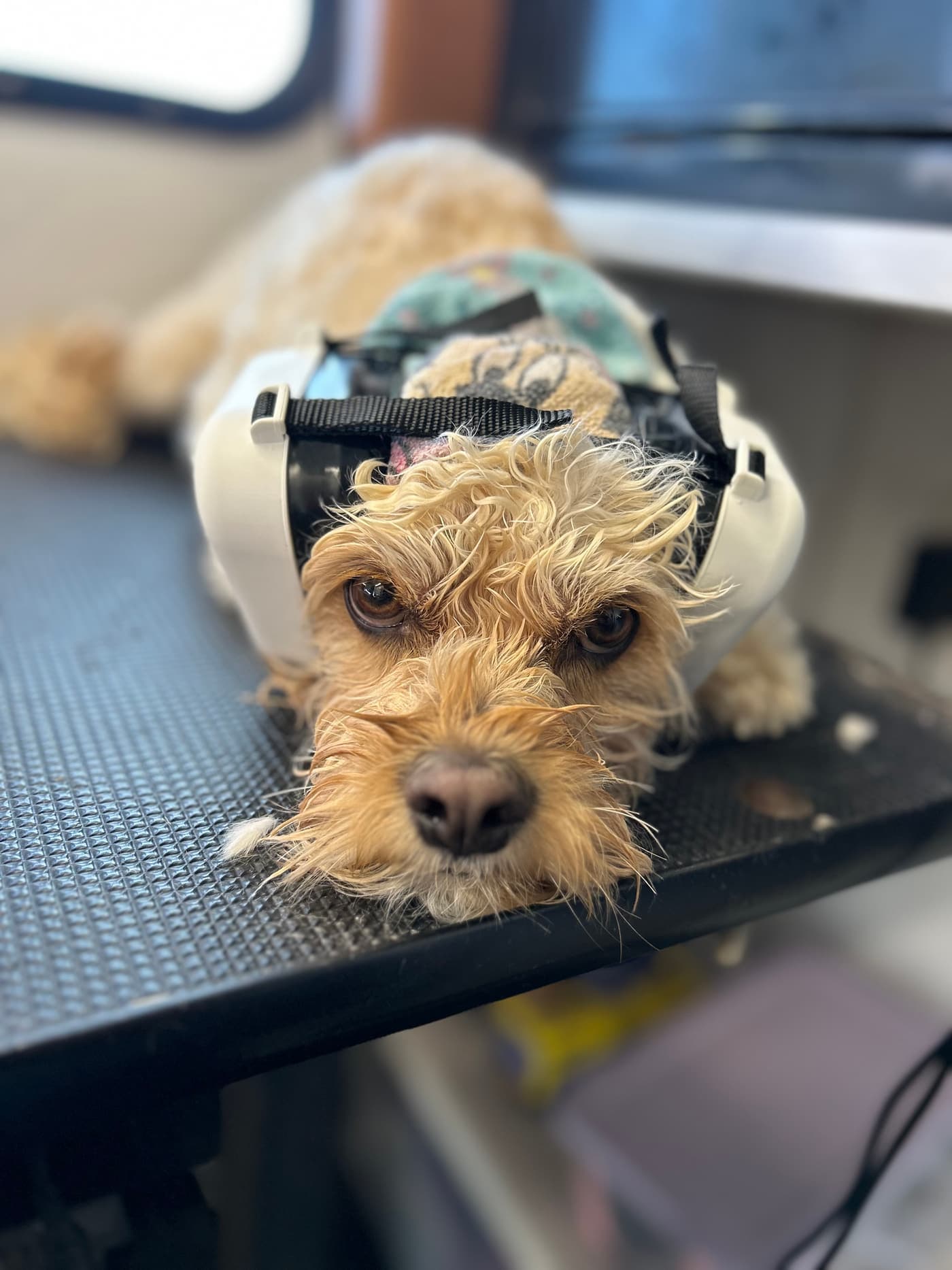 Sound sensitive dog wearing 4 Paws Aviation ear protection during grooming