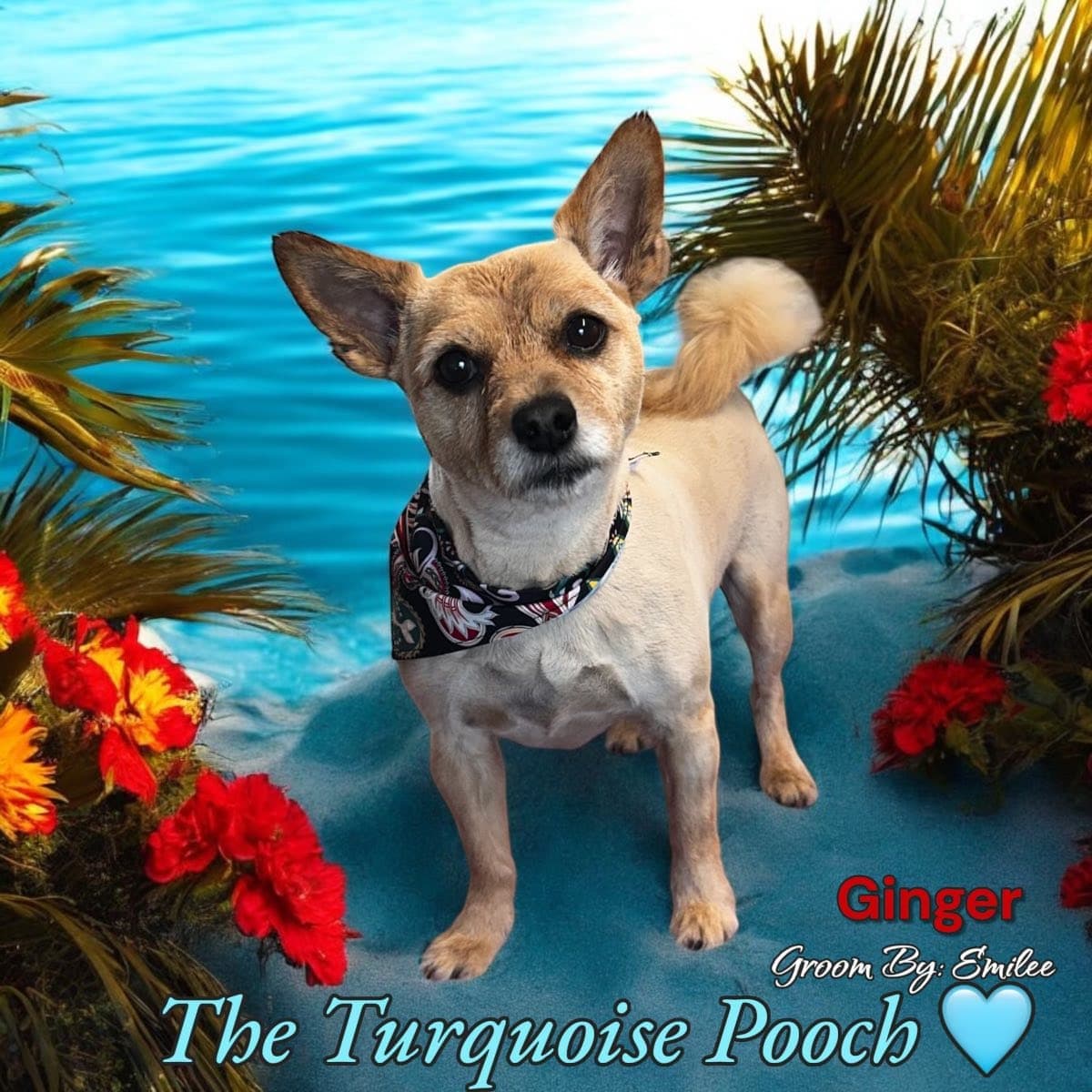 Ginger with a healthy coat after premium product care