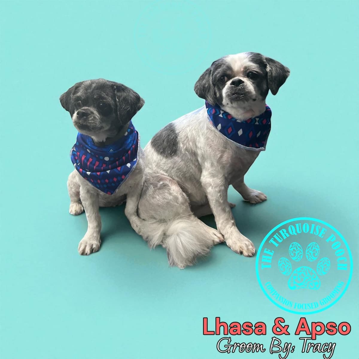 Lhasa Apso after breed specific styling at Turquoise Pooch Paw Spa