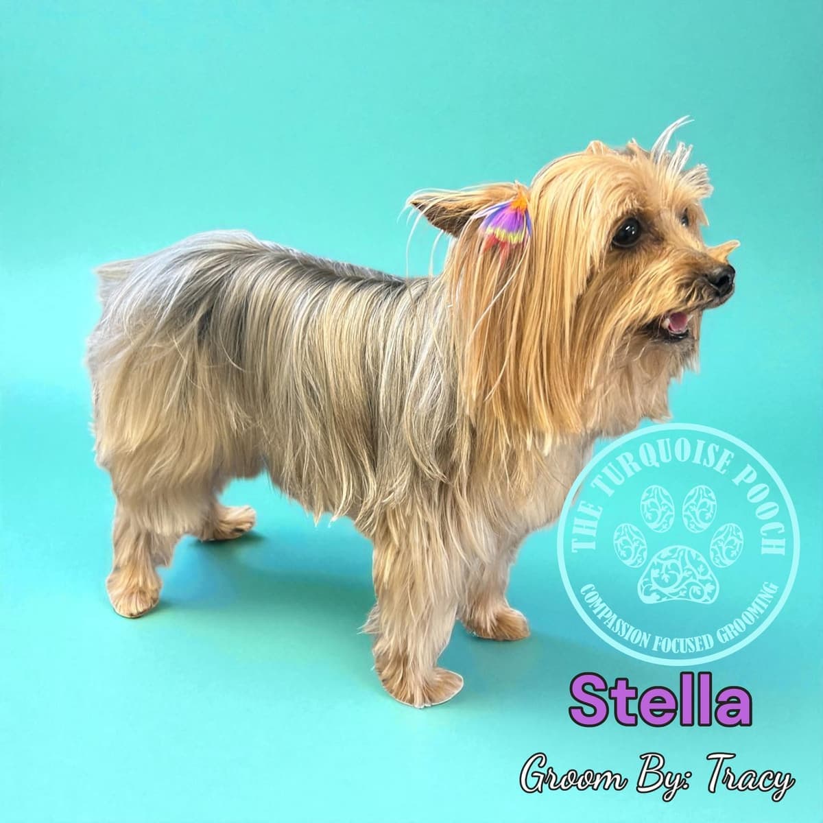 Stella after a luxury spa treatment at Turquoise Pooch Paw Spa